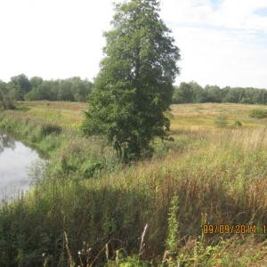 Продаю 8 га земли для усадьбы в экологическом р-не Новгородской области на реке Полисть