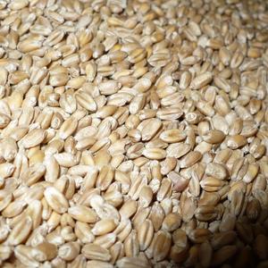 Пшеница в Казани