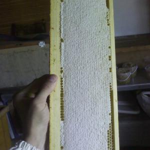 Натуральный мед от темной лесной пчелы