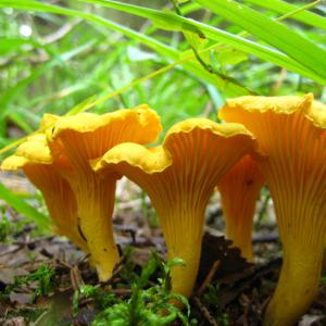 Сушеные грибы лисички из Сибирской тайги